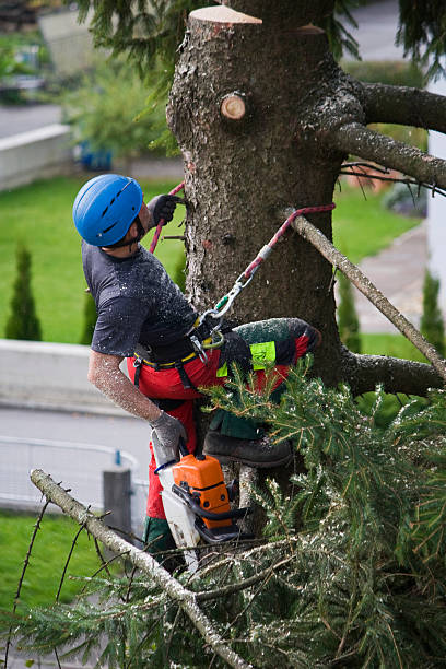 How Our Tree Care Process Works  in  Trenton, FL